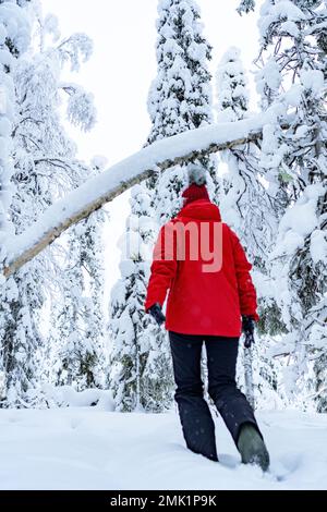 Woman walking in deep snow in the winter landscape of Finnish Lapland Stock Photo