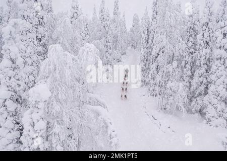 Overhead view of people dog sledding in the snowy forest during a winter snowfall, Lapland, Finland Stock Photo