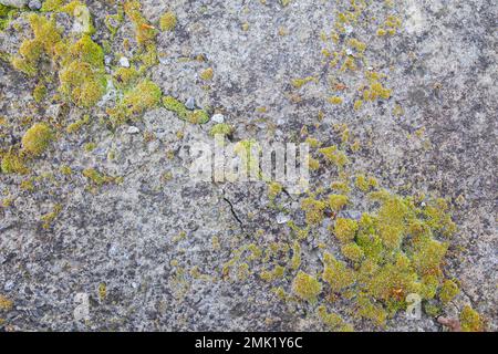 concrete wall with cracks and overgrown with moss Stock Photo