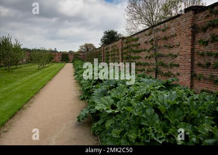 Rhubarb growing in a kitchen garden Stock Photo