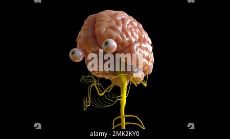 Brain amygdala anatomy, illustration Stock Photo - Alamy