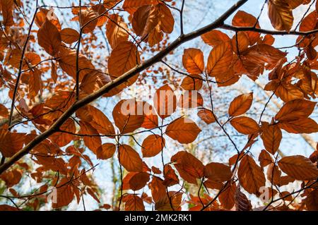 common beech, Fagus sylvatica, golden leaves in autumn from below, Olot, Catalonia, Spain Stock Photo