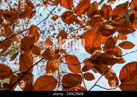 common beech, Fagus sylvatica, golden leaves in autumn from below, Olot, Catalonia, Spain Stock Photo