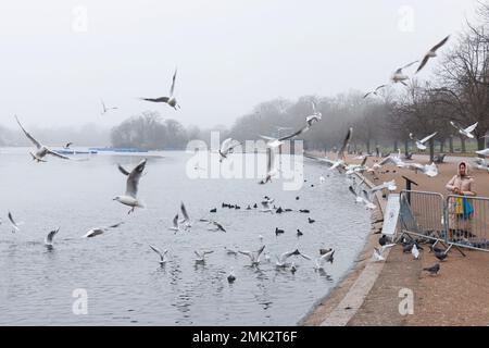 Heavy fog descends London this morning.   Pictured: Birds fly against thick fog over the Serpentine at Hyde Park, London.  Image shot on 25th Jan 2023 Stock Photo