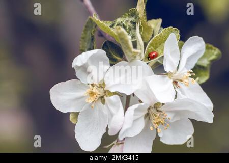 Blooming apple tree branch and little lady bug on the leaf Stock Photo