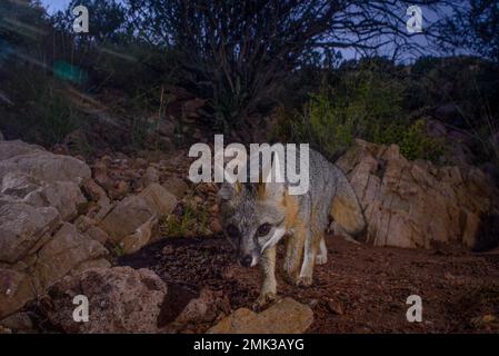 Grey Fox, Chupadera Mountains, New Mexico, USA. Stock Photo