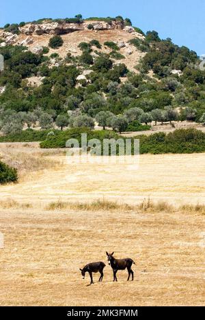 Wild donkeys on the Karpaz Peninsula in Cyprus.Feld Stock Photo