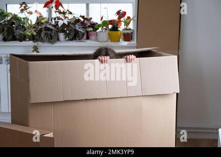 The girl hides in a big box and looks out of it funny in a room inside the home. Moving to a new house, unpacking things, renting an apartment, mortga Stock Photo