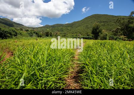 Vibrant Ginger Crop Fields in the African Countryside Stock Photo