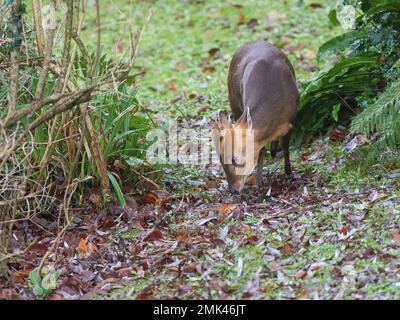 Reeve’s muntjac deer / Barking deer (Muntiacus reevesi) buck grazing a garden lawn on a winter morning, Wiltshire, UK, January. Stock Photo