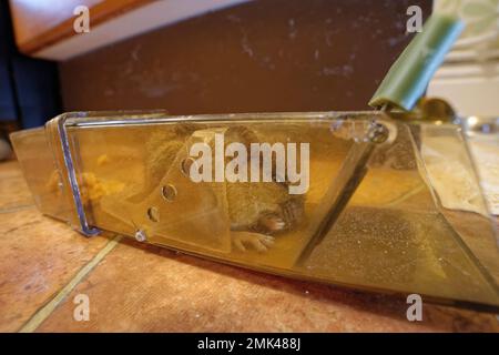 Long-tailed field mouse / Wood Mouse (Apodemus sylvaticus) caught in a humane trap in a kitchen, Wiltshire, UK, January. Stock Photo
