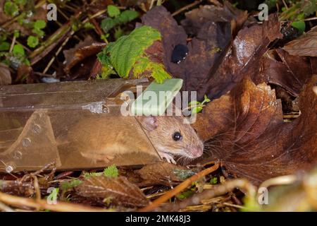 A mouse being released from a humane mouse trap, in grass outside. Kind  method of catching a rodent. House mouse, Mus musculus, caught in home  Stock Photo - Alamy