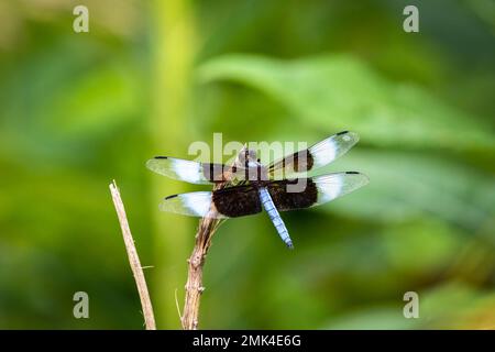 Dragonfly resting on a branch Stock Photo