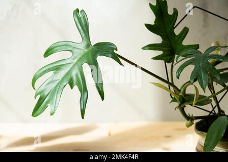 Philodendron Mayo in the interior of the house. Carved leaves of a houseplant in a pot. Care and cultivation of tropical plants, green house Stock Photo