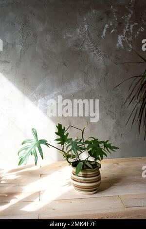 Philodendron Mayo in the interior of the house. Carved leaves of a houseplant in a pot. Care and cultivation of tropical plants, green house Stock Photo