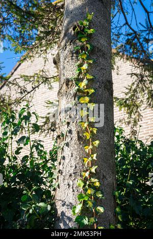 Ivy (Hedera helix) with yellow-green colored leaves climbs on the trunk of a tree Stock Photo