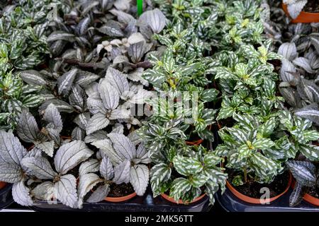 The assortment of home plants pilea on the shelf of the flower shop. Watermelon pilea, Pilea cadierei, a variety of colorful leaves of tropical potted Stock Photo