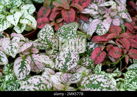 The assortment of home plants pilea on the shelf of the flower shop. Watermelon pilea, Pilea cadierei, a variety of colorful leaves of tropical potted Stock Photo