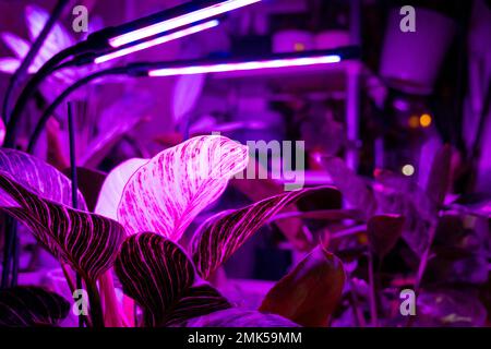 Growing indoor plants with artificial lighting with an ultraviolet lamp. Stock Photo