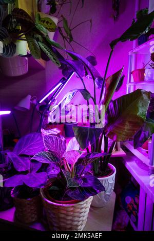 Growing indoor plants with artificial lighting with an ultraviolet lamp. Stock Photo