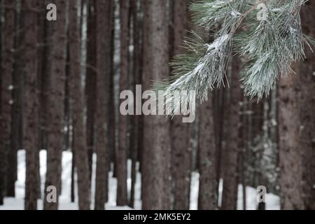 branch of pine needles on background trunks of pine forest in winter of Sicily, Etna National Park, Italy Stock Photo