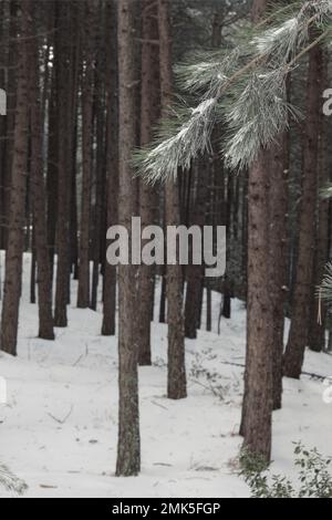 branch of pine needles on background trunks of pine forest in winter of Sicily, Etna National Park, Italy Stock Photo