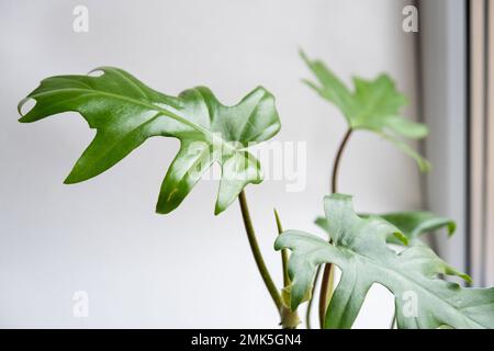 Philodendron Mayo in the interior of the house. Carved leaves of a houseplant in a pot. Care and cultivation of tropical plants, green house Stock Photo