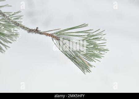 twig needles pine tree covered by snow on white background in Sicily, Etna National Park, Italy Stock Photo