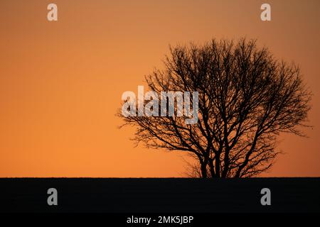 A simple peaceful shot of a silhouetted tree against  the sunrise,black and gold  which could be used as a background for text etc .Suffolk UK Stock Photo