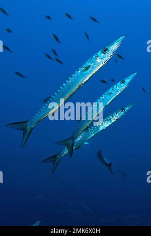 Group of european barracuda (Sphyraena sphyraena), Mediterranean Sea, Giglio, Tuscany, Italy Stock Photo