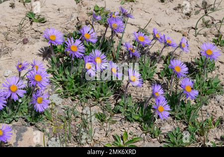 Alpine aster (Aster alpinus) or blue alpine daisy, Tian Shan mountains, Naryn Region, Kyrgyzstan Stock Photo