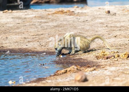 Chacma baboon (Papio ursinus) drinking at a waterhole, Hwange National Park, Zimbabwe Stock Photo