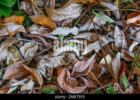 Frost on dried goldenrod leaves in Pennsylvania's Pocono Mountains. Stock Photo