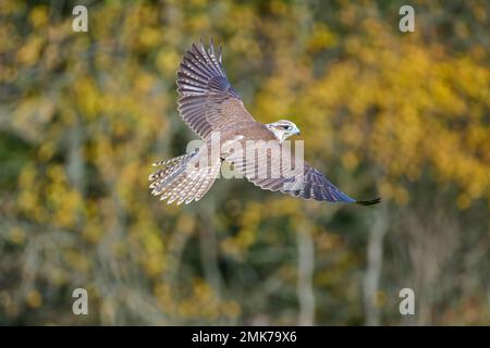Saker falcon (falco cherrug), in flight Stock Photo