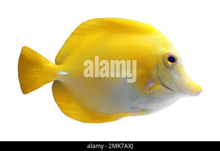 Beautiful bright tropical fish on white background Stock Photo