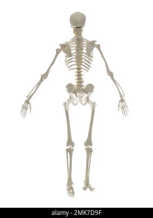Artificial human skeleton model isolated on white Stock Photo - Alamy