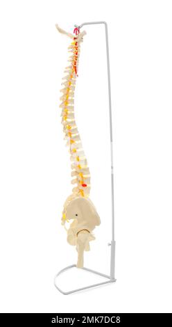 Artificial human spine model isolated on white, closeup Stock Photo - Alamy