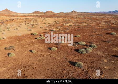 Arid land after years of drought planted with poisonous and resistant Damara milkbush (Euphorbia damarana) milk-bushes, aerial view, drone shot Stock Photo