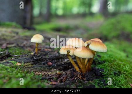 Mushrooms and mosses grow on the rotten tree trunks in the forest, Eisenach, Thuringia, Germany Stock Photo