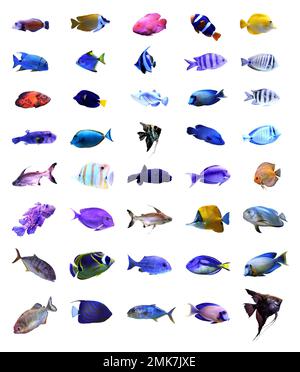 Set of different bright tropical fishes on white background Stock Photo