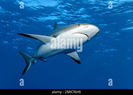 Caribbean reef shark (Carcharhinus perezi), swimming in the open sea, Jardines de la Reina, Caribbean Sea, Republic of Cuba, Caribbean Sea Stock Photo