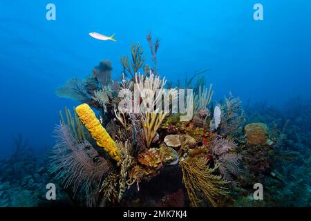 Typical Caribbean coral reef with various corals (Anthozoa) and yellow-green candle sponge (Aplysina fistularis), Jardines de la Reina National Park Stock Photo