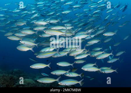 Shoal of Moon lunar fusilier (Caesio lunaris) swimming over coral reef, Pacific Ocean, Great Barrier Reef, Unesco World Heritage Site, Australia Stock Photo