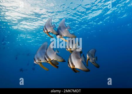 Shoal, longfin batfish (Platax teira), semi-adult, swimming below the surface in the open sea, Pacific Ocean, Great Barrier Reef, Unesco World Stock Photo