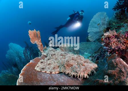 Diver observes tasselled wobbegong (Eucrossorhinus dasypogon), also Wobbegong lies on platform Coral (Coscinarea macneilli) Pacific Ocean, Great Stock Photo