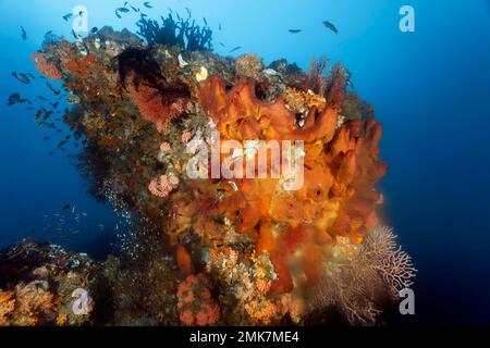 Coral block with sponge (Jaspis stellifera) brown, lower right, deposits milky spemes, asexual reproduction, Pacific Ocean, Great Barrier Reef Stock Photo