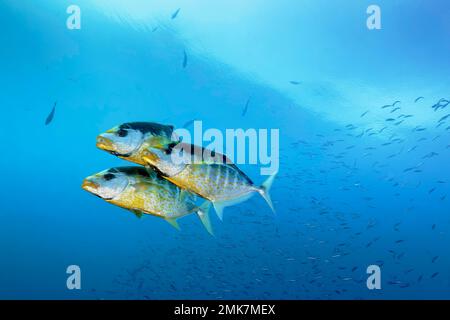 Three orange spotted orange-spotted trevally (Carangoides bajad) hunt for prey in the open sea, Pacific Ocean, Great Barrier Reef, Unesco World Stock Photo