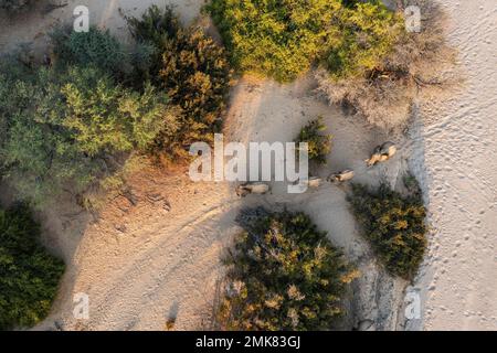 African Elephant (Loxodonta africana), so-called desert elephant, in the vicinity of the dry river bed of the Hoarusib river, aerial view, drone Stock Photo