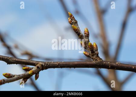 budding buds on a tree branch in early spring macro. Stock Photo