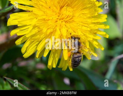 Closeup of the female of the Yellow-legged Mining Bee, Andrena flavipes on a yellow flower of dandelion , Taraxacum officinale. Stock Photo